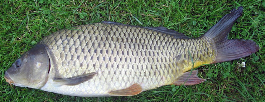 Cyprinus carpio_06.jpg